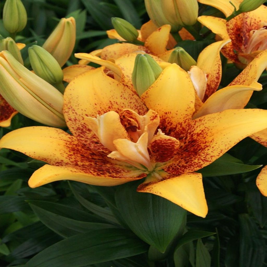 Lilie Lilium Zwiebel Blumen Doppelte Asiatische Lilie Double Nugget 1 St.