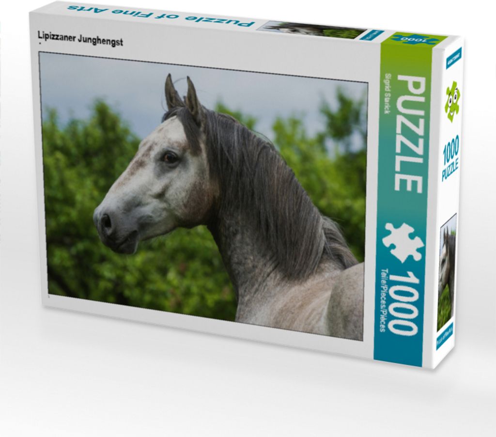 CALVENDO Puzzle Lipizzaner Junghengst | 1000 Teile Lege-Größe 64x48cm Foto-Puzzle für glückliche Stunden