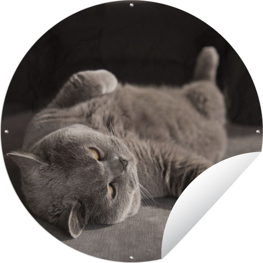 MuchoWow Gartenposter Outdoor-Poster Rund Tier - Katze - Grau Ø 60 cm Gartendeko Rundes Poster draußen