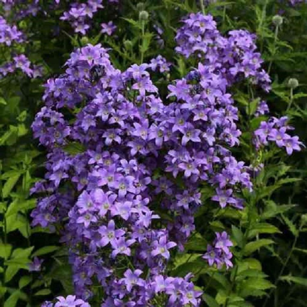 6 x Dolden Glockenblume - Campanula lactiflora 'Prichard's Variety' | Topf 9cm x 9cm