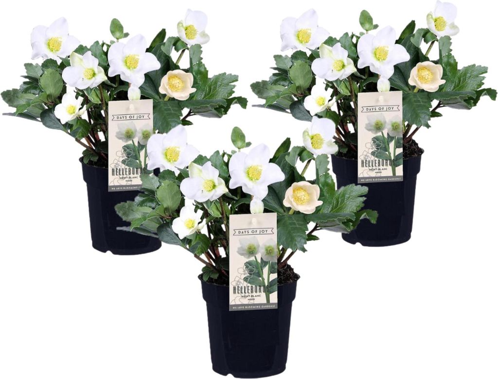 Ciemiernik biały - 3 szt - Helleborus niger 'Mont Blanc' - Zdjęcie produktu 
