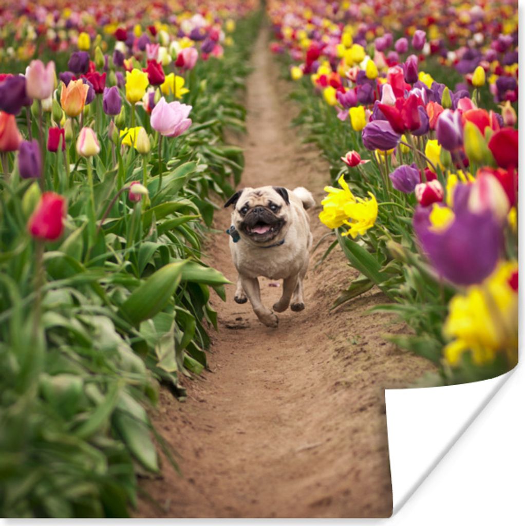 MuchoWow Poster Blumen - Tulpen - Hund 30x30 cm - Wandposter - Printing