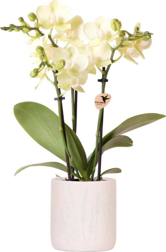 Plante fleurie facile Orchidée jaune Mexico en pot bleu - Idée déco salon