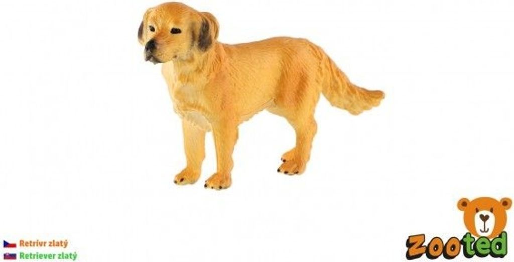Golden Retriever - männlich, zootiert