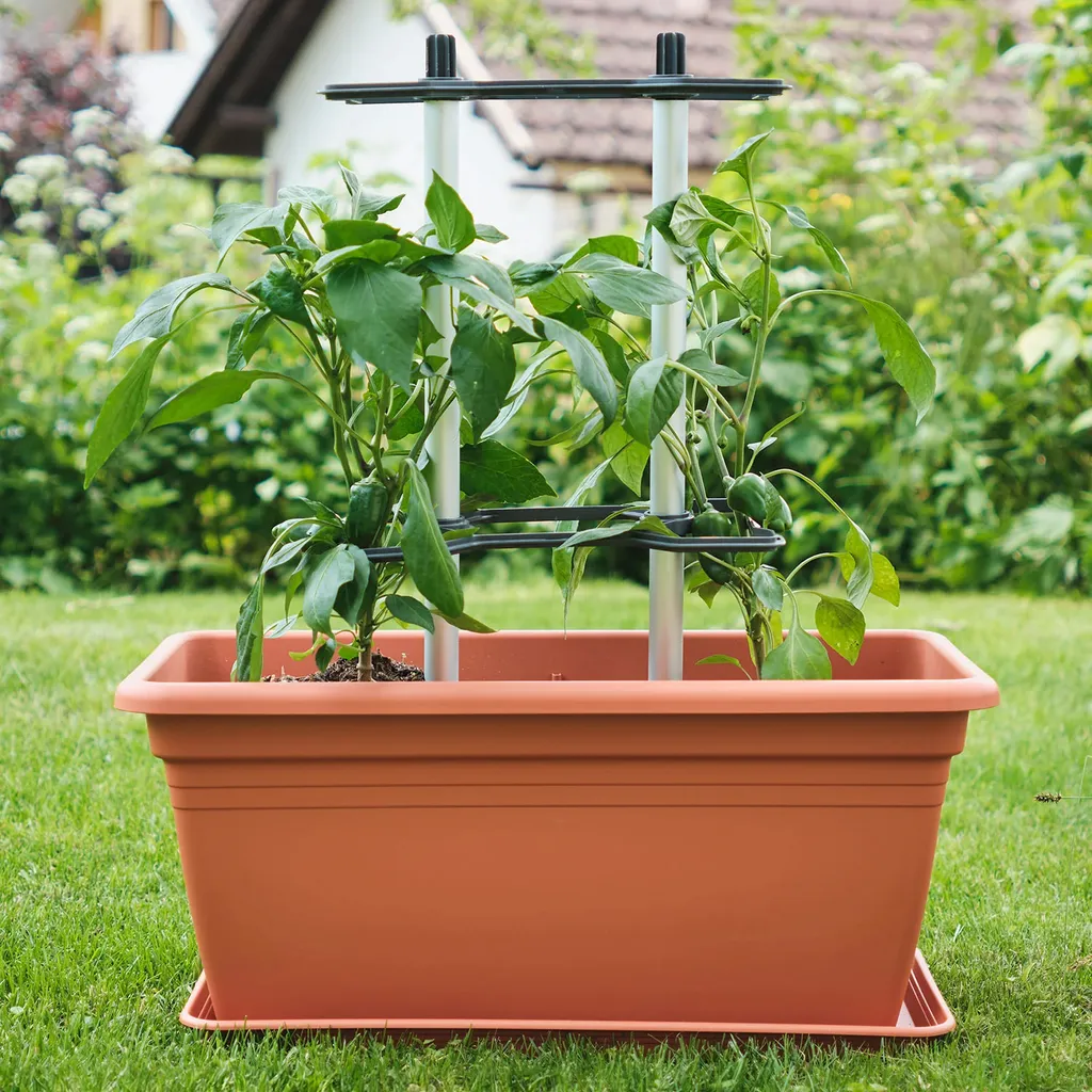 Tuteurs pour Piments CHILI BUDDY - Support de Croissance pour Potager 3pcs - 4