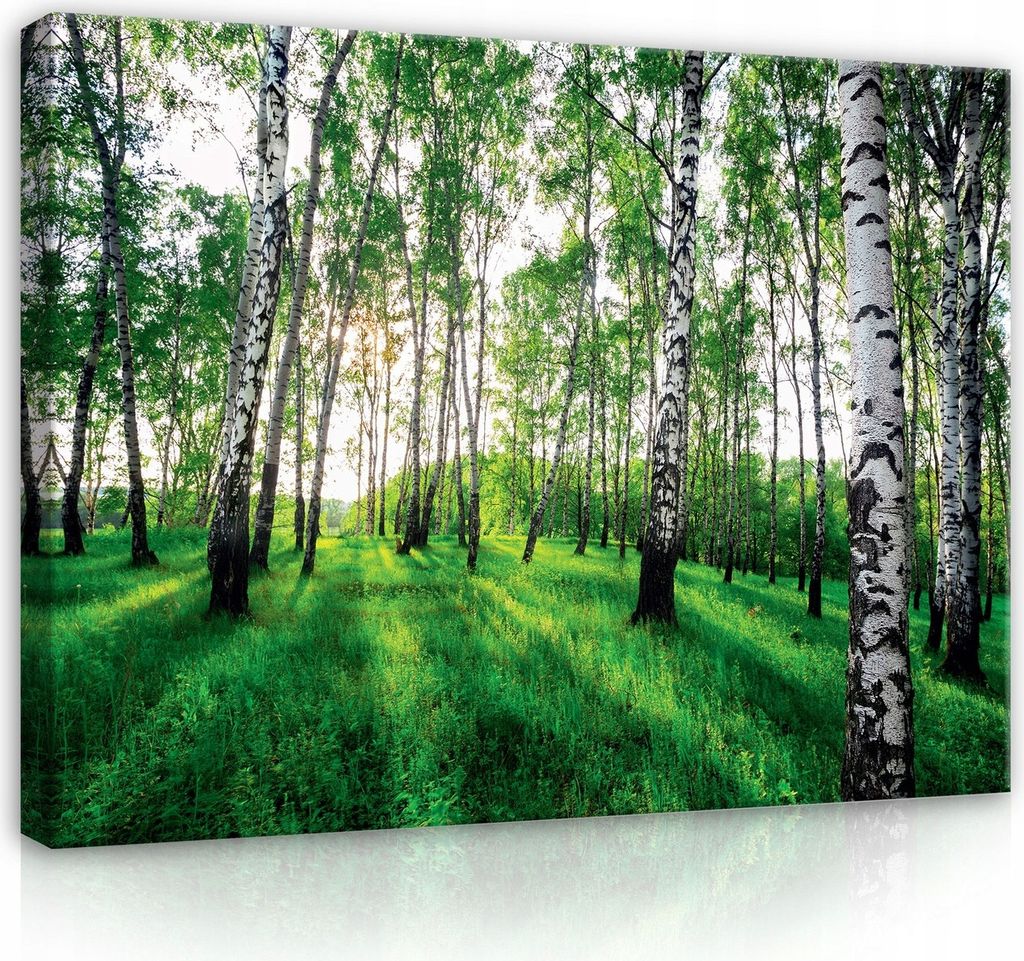 Bilder Wald Natur Landschaft 80x60 cm XXL Modern Canvas Leinwand Leinwandbild Leinwandbilder Wohnzimmer Schlafzimmer Wandbilder Kunstdruck Wand Bil...