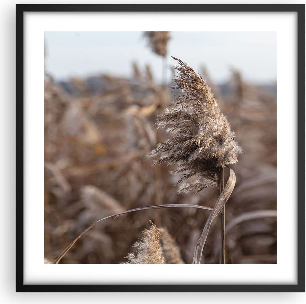 Gerahmtes Poster - Schwarzer Rahmen - Boho Ähren Gras - 50x50 cm - Wand Bild - Wanddeko - Wandbilder - Kunstposter - Wandposter - Bilderrahmen - B...