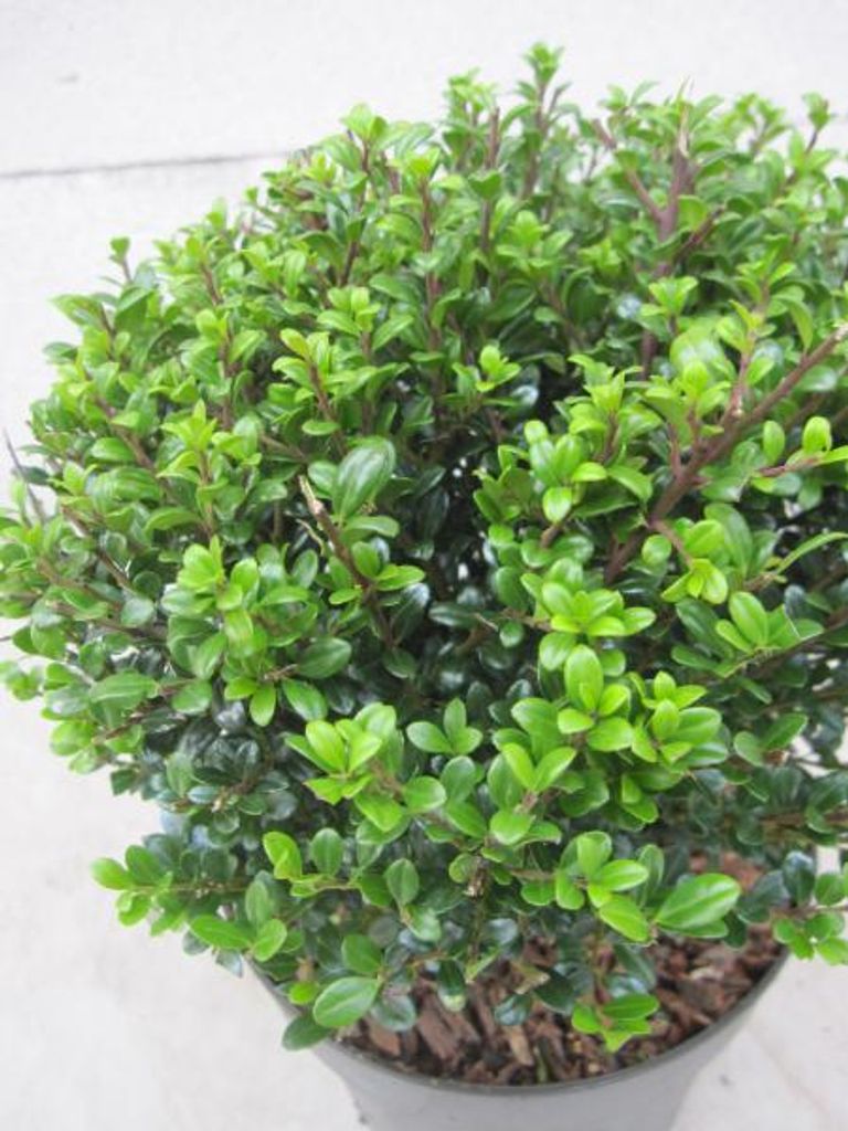 Formschnitt Berg-Ilex Glorie Dwarf Kugel - Ilex crenata - 15-20cm