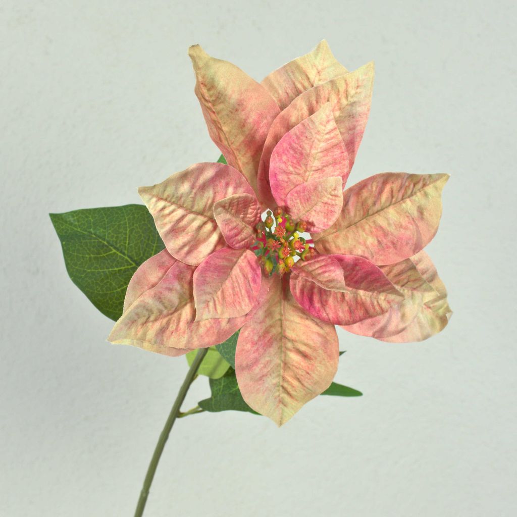 artplants.de Künstliche Poinsettia LIBASSE, Creme-rosa, 65cm - Samt Weihnachtsstern