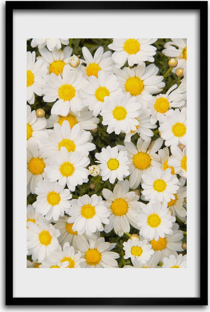 Bild - Bilderrahmen - 40 cm x 60 cm - MDF - Rahmen - Wandkunst - Gänseblümchen-Blumen