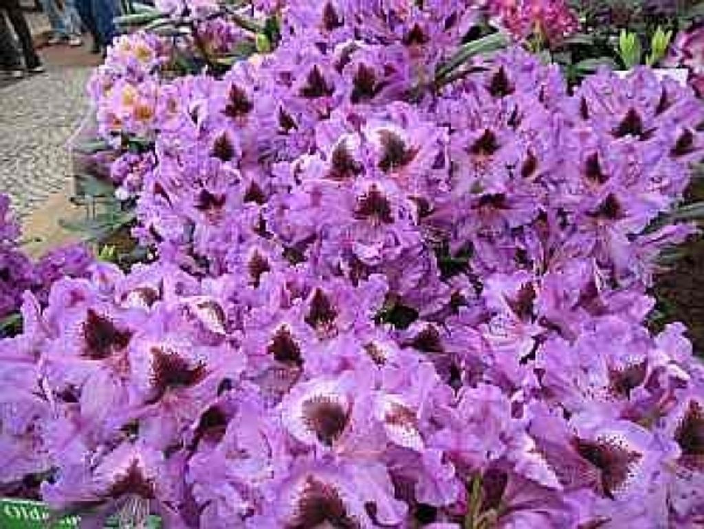 Rhododendron hybride Rhododendronpark Graal-Müritz 30-40