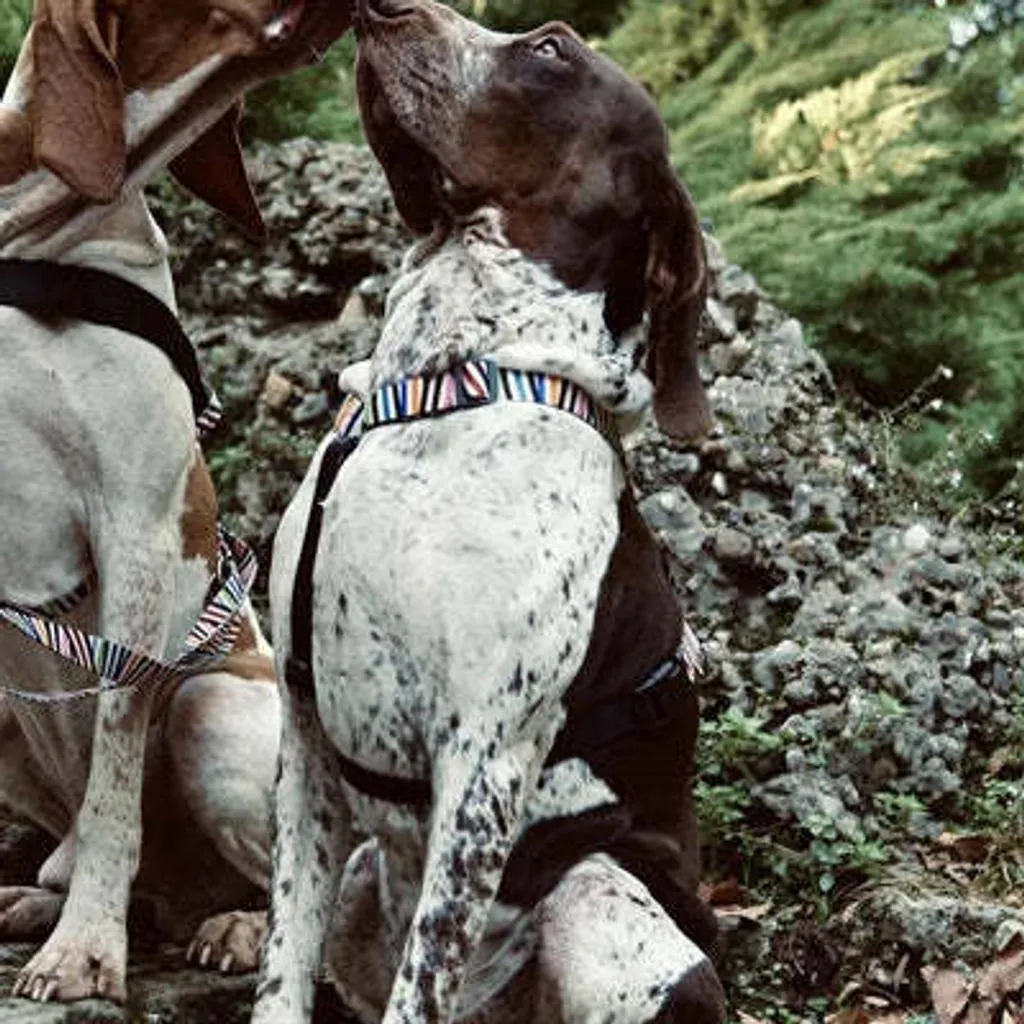 Pettorina per cani Morso H Pettorina Incidente di spaghetti riciclati - 4