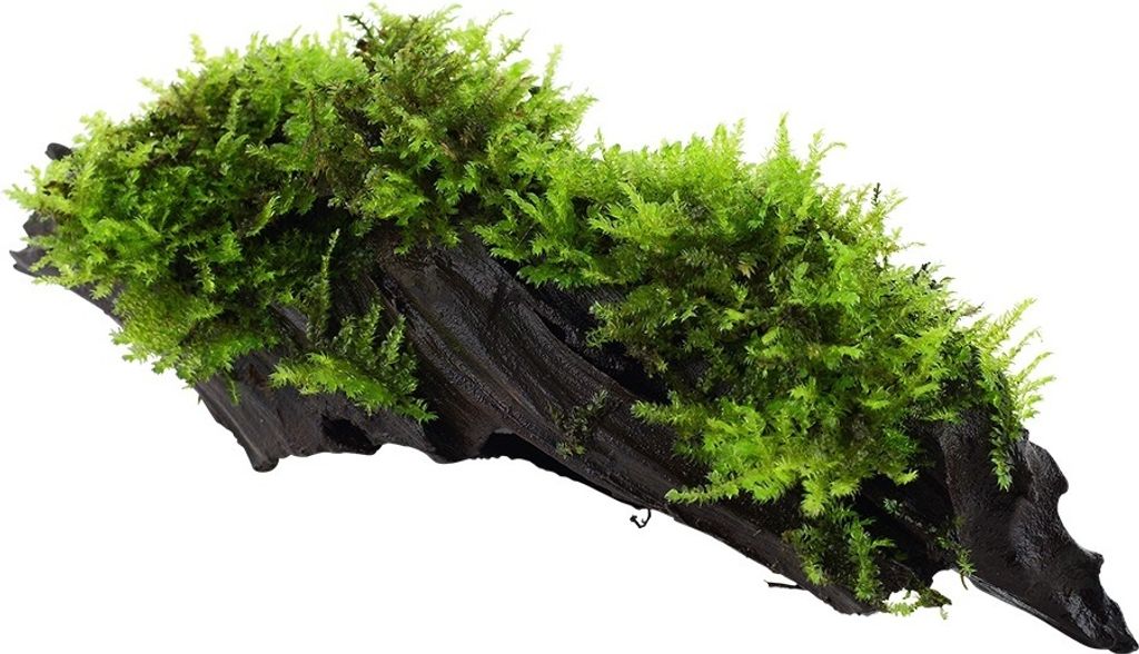 Aquarium Pflanze Vesicularia montagnei Christmas auf Wurzel Tropica Nr.003A YWS