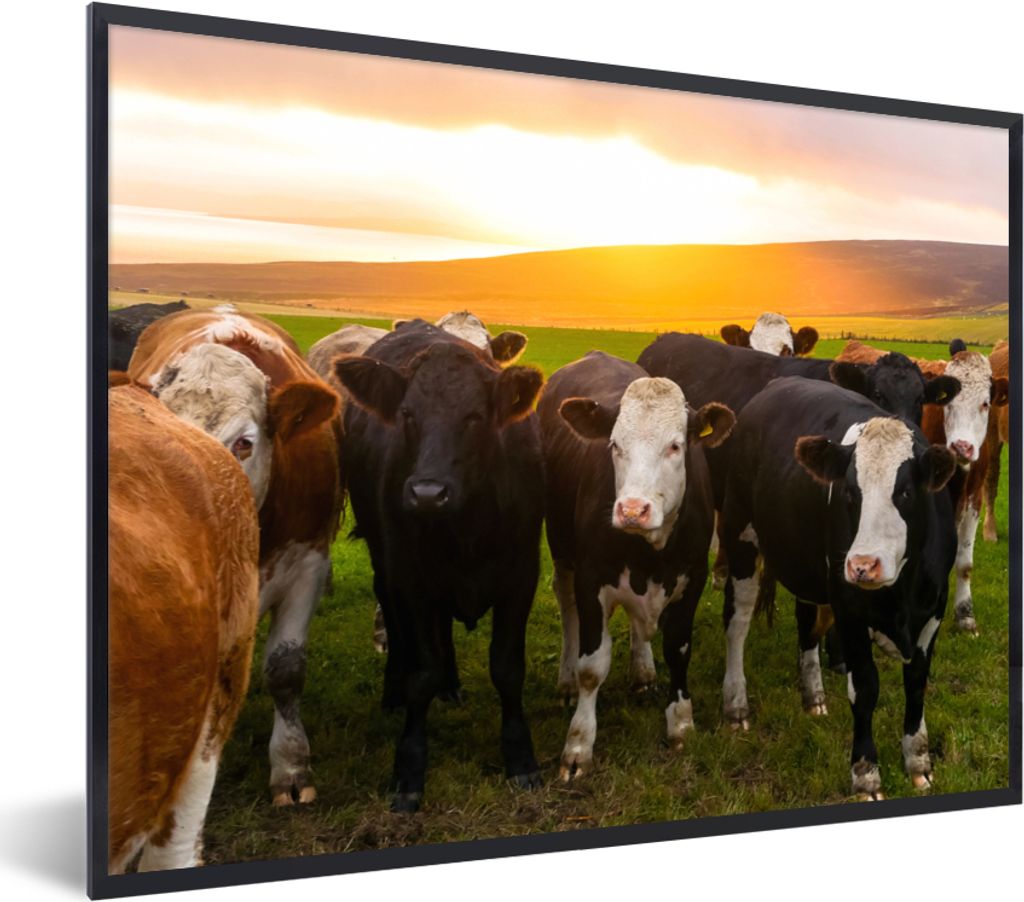 MuchoWow Gerahmtes Poster Kühe - Hügel - Sonnenuntergang - Gras - Grün 40x30 cm - Poster mit Schwarzem Bilderrahmen Wandposter Rahmen Foto Bil...