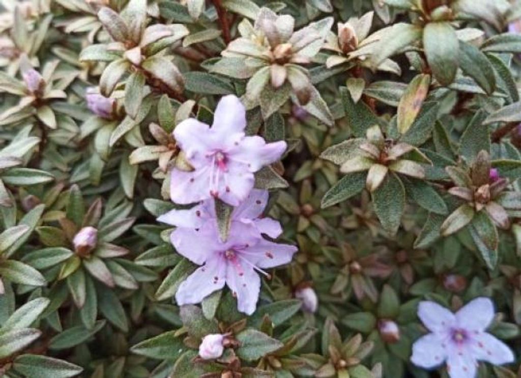 Wild Rhododendron - Rhododendron orthocladum - 20-30cm Produktbild 