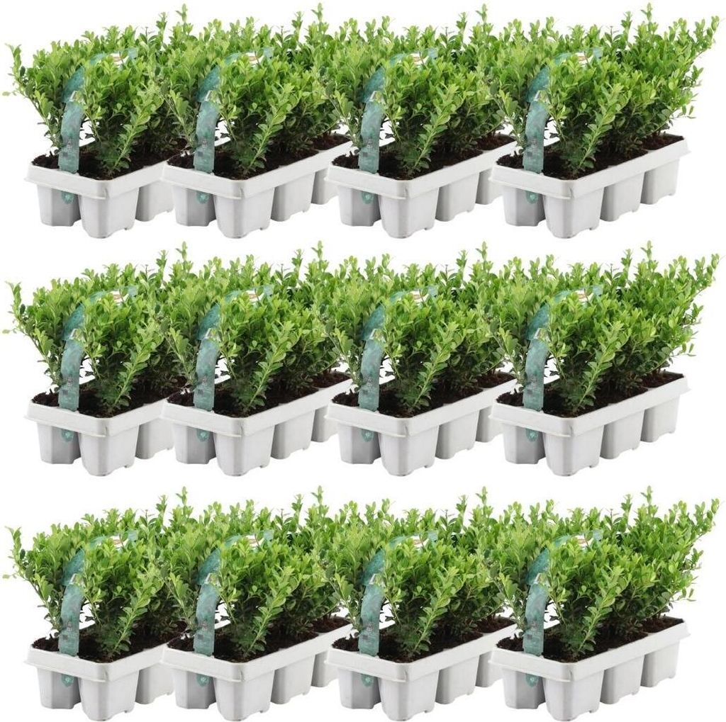 72 Stechpalme | Heckenpflanzen Winterhart | 72 x Ø7 cm - 15 cm Ilex crenata Jenny | Heckenpflanzen | Buchs ersatz | Buchsbaum