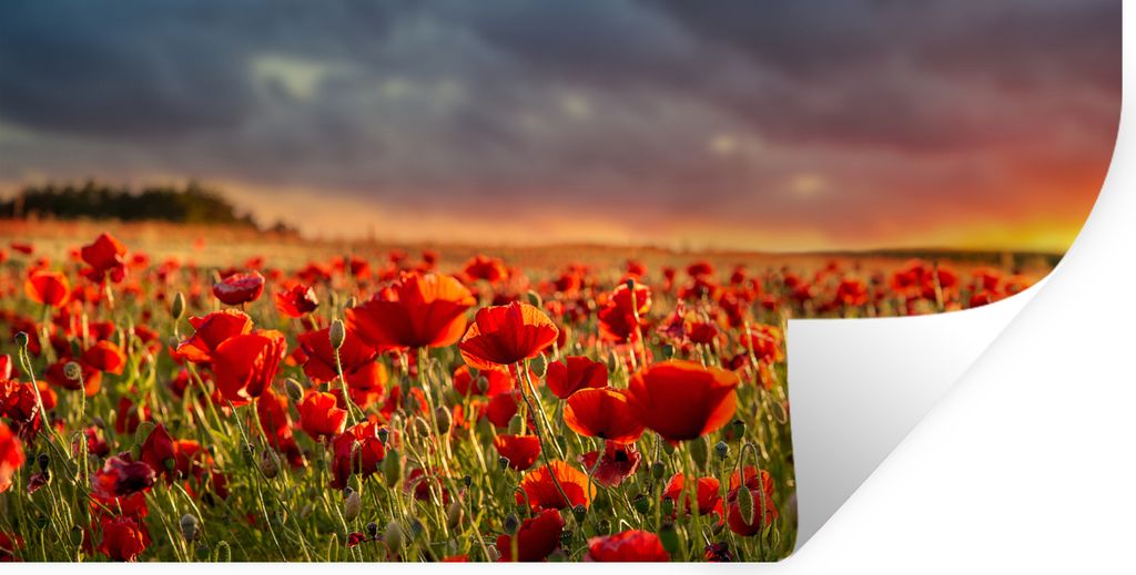 MuchoWow Wandtattoo Wandsticker Wandaufkleber Sonnenuntergang über einem Feld von Mohnblumen 80x40 cm Selbstklebend und Repositionierbar - Aufkl...