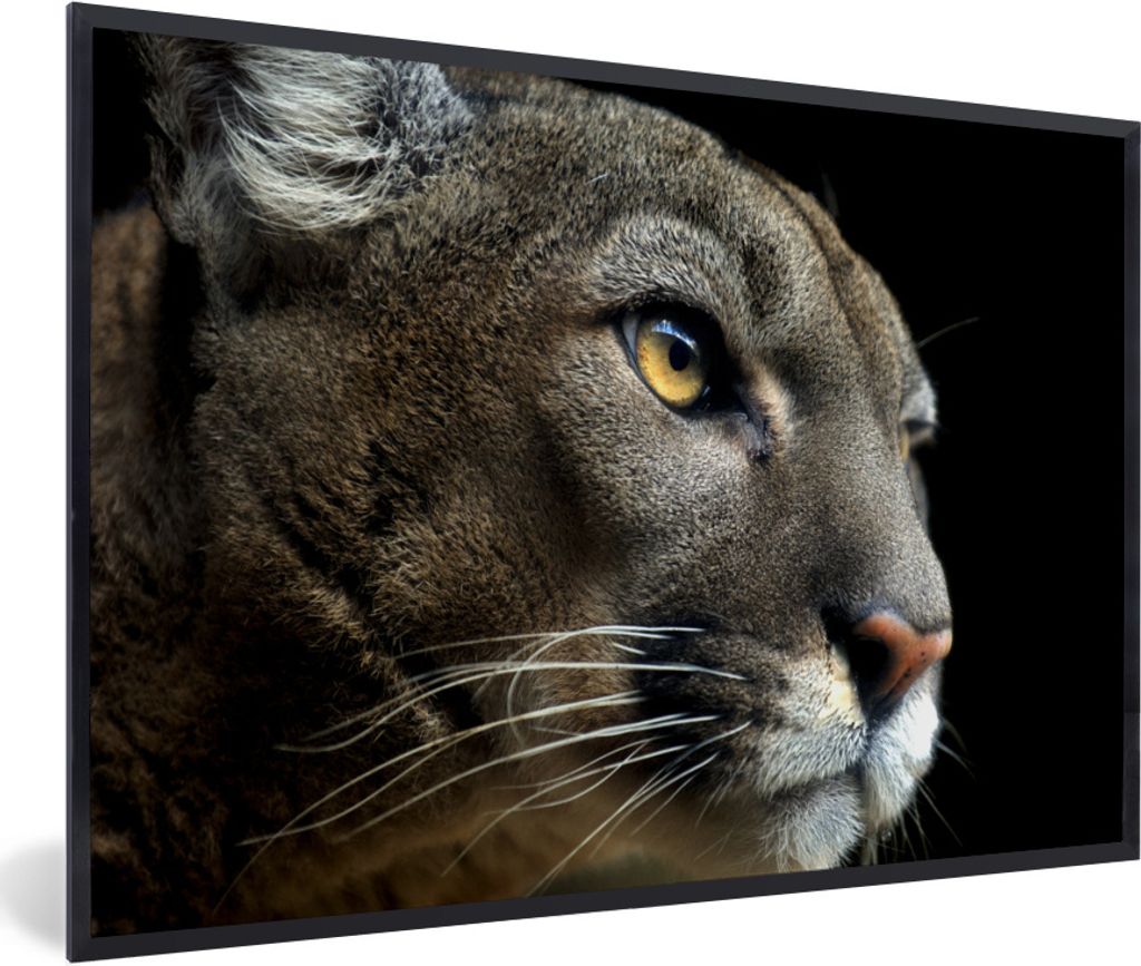 MuchoWow® Gerahmtes Poster Puma - Wilde Tiere - Porträt Produktbild 