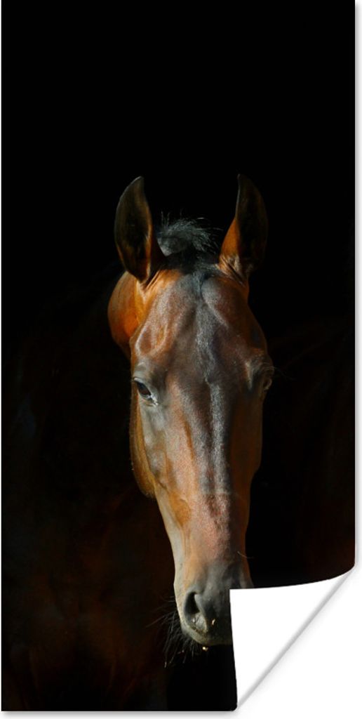 MuchoWow Poster Pferd - Tiere - Braun 20x40 cm - Plakat - Foto