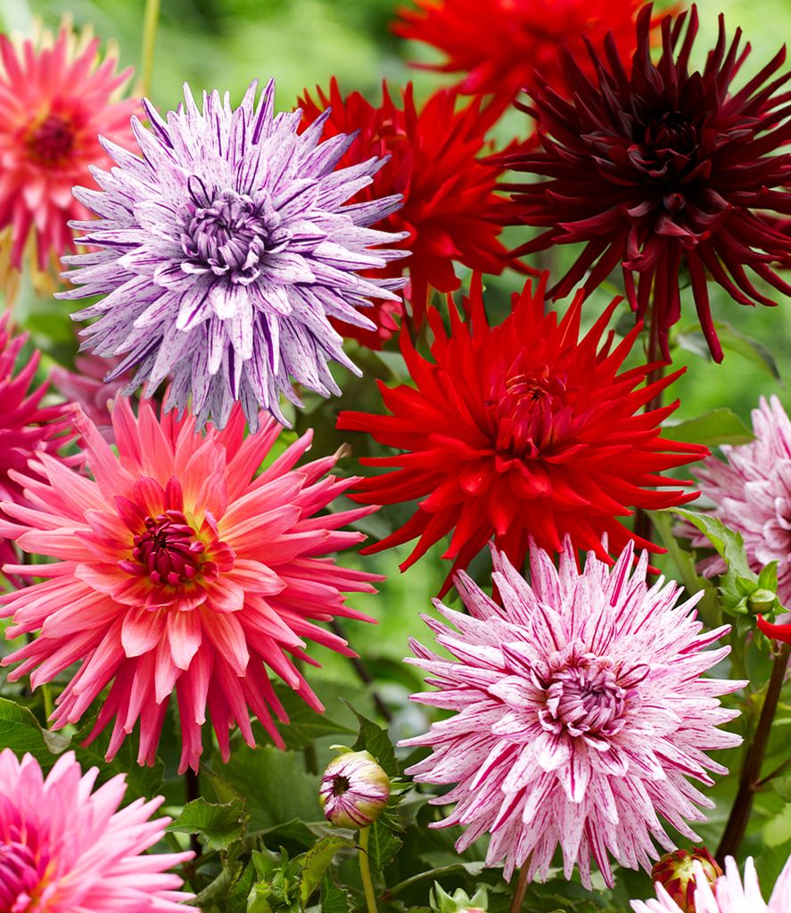 BALDUR Garten 3er Dahlien-Mix 'Favourite Love', Knollen in Produktbild 