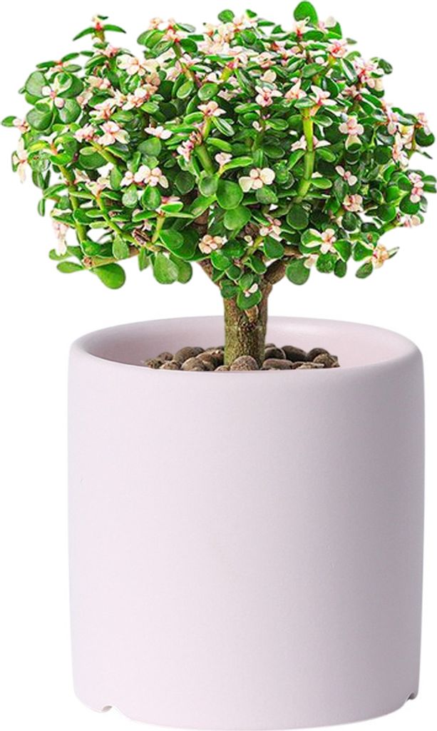 Keramischer Kleiner Gärtner Für Zimmerpflanzen, Einfarbige Pflanzentöpfe Mit Drainageloch(Baby-Rosa, 11cm)