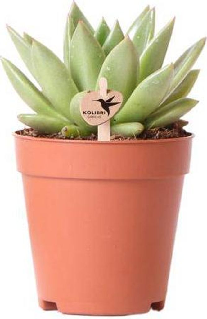 Sukkulente Echeveria Miranda Grüne Zimmerpflanze Rosettenform Ø9cm Pflegeleicht