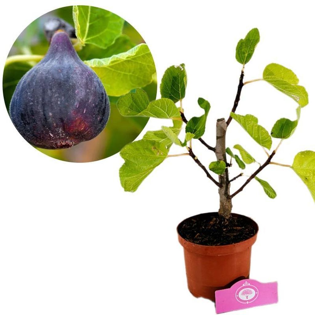 Ficus carica 'Black Mission' figovník, forma kríka, Obrázok produktu 