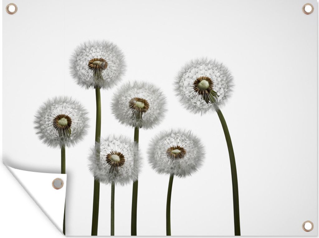 MuchoWow 40x30 cm Outdoor-Poster Gartendeko Sichtschutz Garten Poster für den Garten Löwenzahn - Illustration - Saatgut