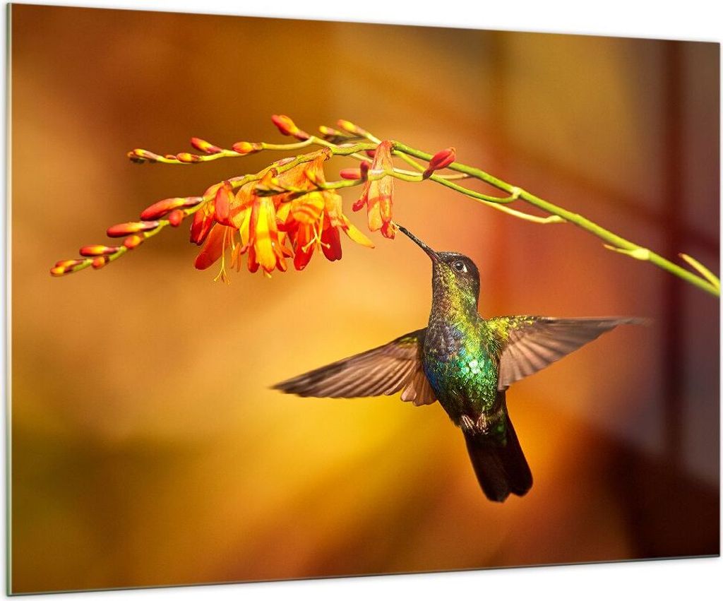 Bilder auf glas - Kolibri Vogel Sommer - 100x70cm - Glasbilder - Wandbilder - Kunstdruck - zum Aufhängen bereit - Wanddekoration aus Glas - Glas B...