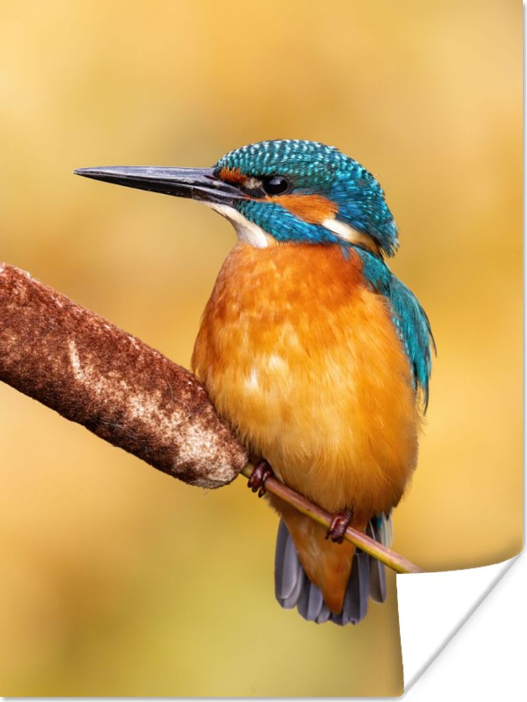 MuchoWow Poster Eisvogel - Natur - Vogel 30x40 cm - Wandplakat - Poster Kinderzimmer