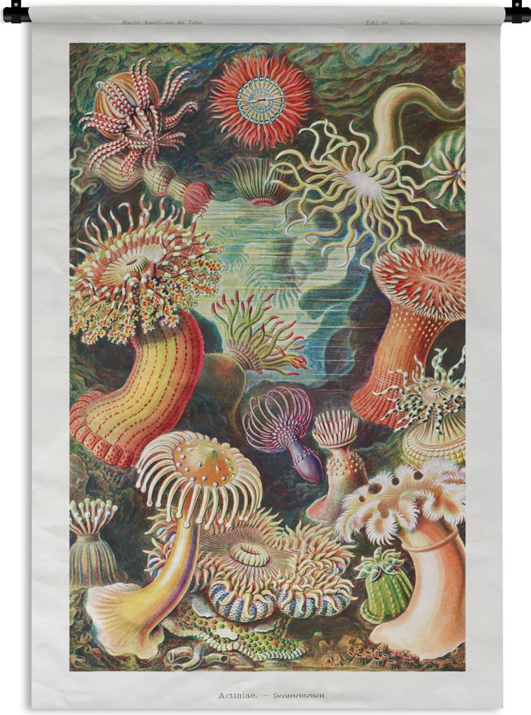 MuchoWow Wandteppich Wandbehang Ernst Haeckel - Anemone - Retro - Natur - Pflanzen - Meer 90x135 cm Tapisserie Dekoration Wandtuch - Baumwolle - ...