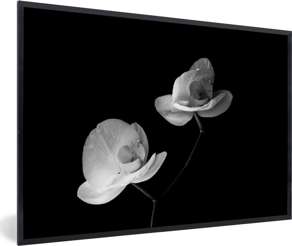 MuchoWow Gerahmtes Poster Orchidee - Blumen - Schwarz - Weiß - Stilleben 90x60 cm - Poster mit Schwarzem Bilderrahmen Wandposter Rahmen Foto Bilder