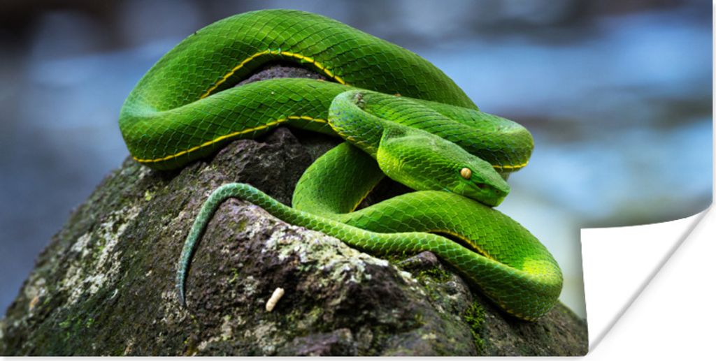 MuchoWow Poster Grüne Schlange auf Stein 150x75 cm - ohne Rahmen