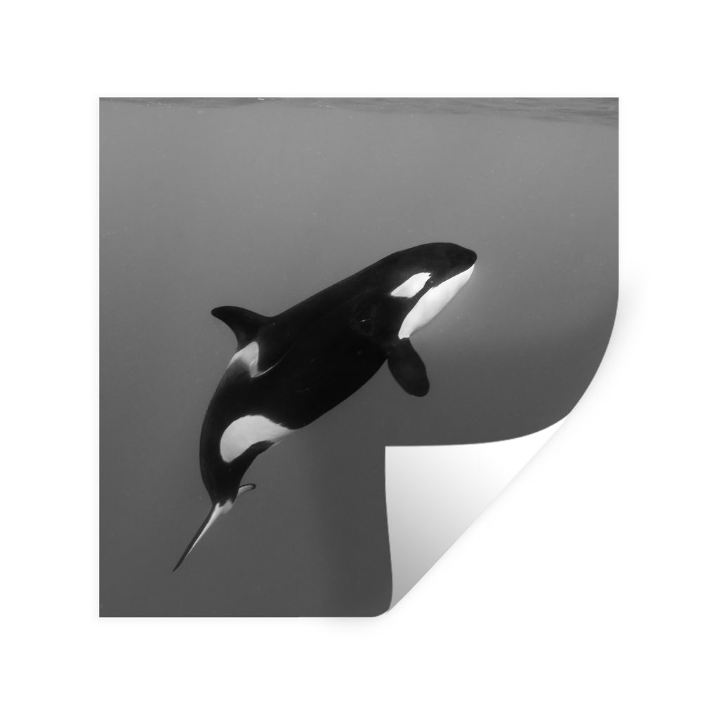 MuchoWow Wandtattoo Wandsticker Wandaufkleber Orca - Wasser - Tiere 50x50 cm Selbstklebend und Repositionierbar - Selbstklebend - Fototapeten
