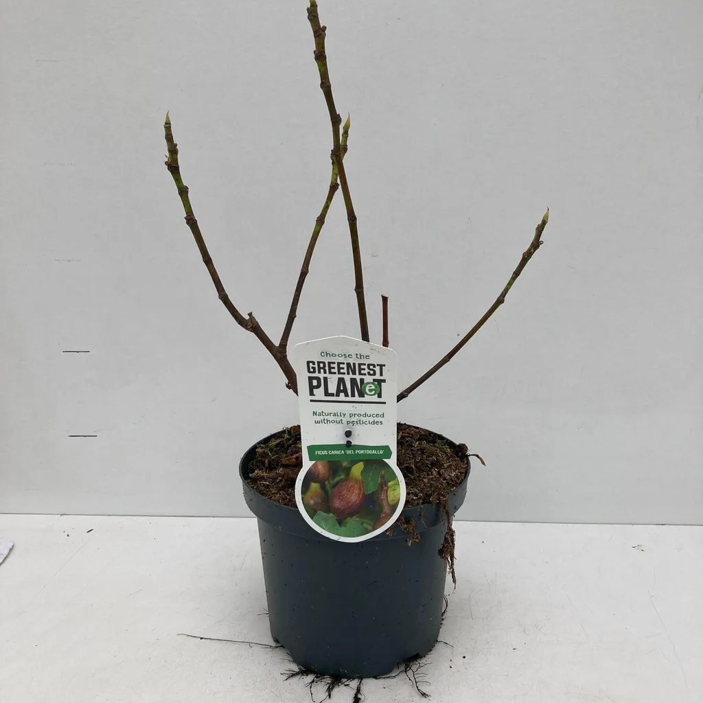 Figuier Ficus carica Del Portugallo - Plant vigoureux 40-50 cm pot