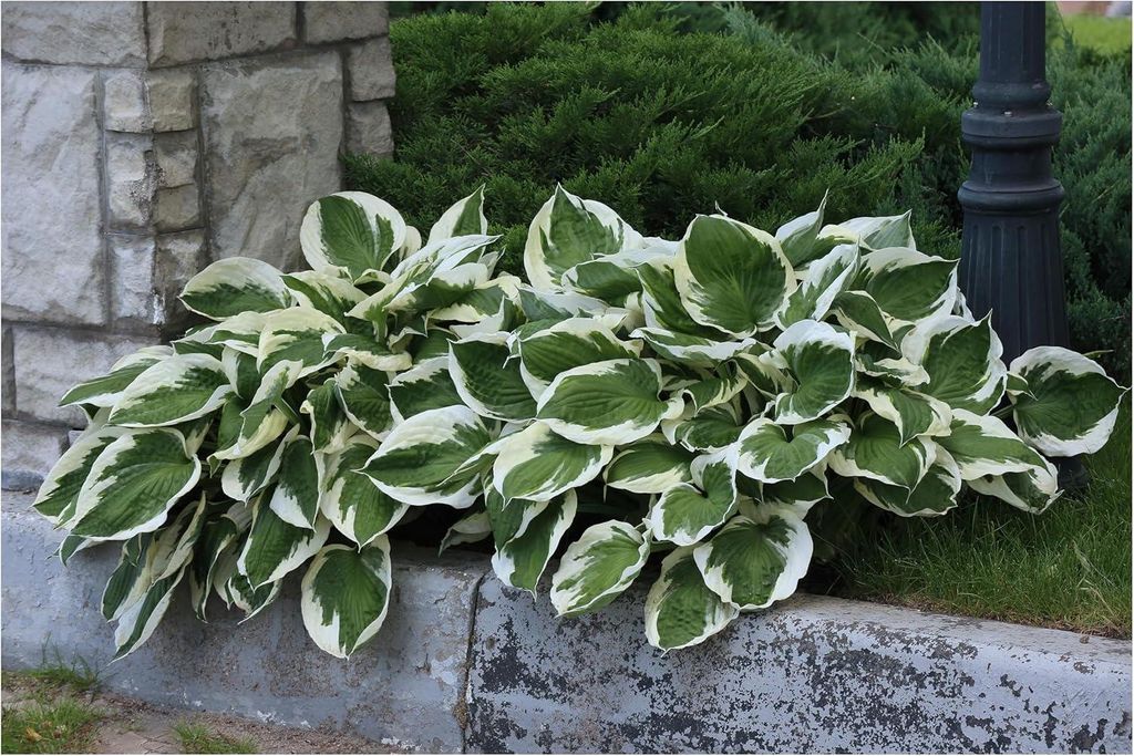 Stauden Gänge 10 x Hosta x fortunei 'Patriot' im 1 Liter Topf - Weißrand-Funkie, Herzblatt-Lilie - Klare Kontraste für lebendige Schattenbeete