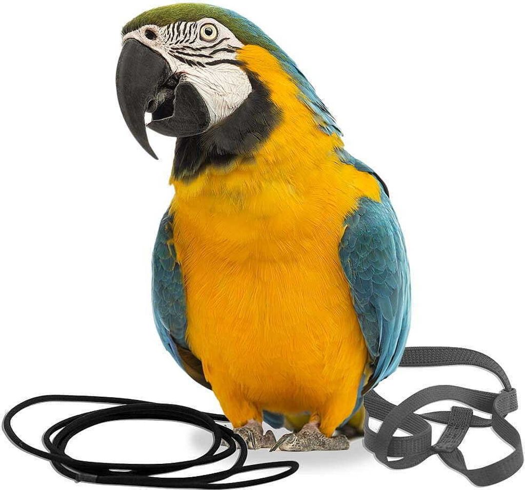 Parrot Gurtzeug Aviator L Schwarz Produktbild 