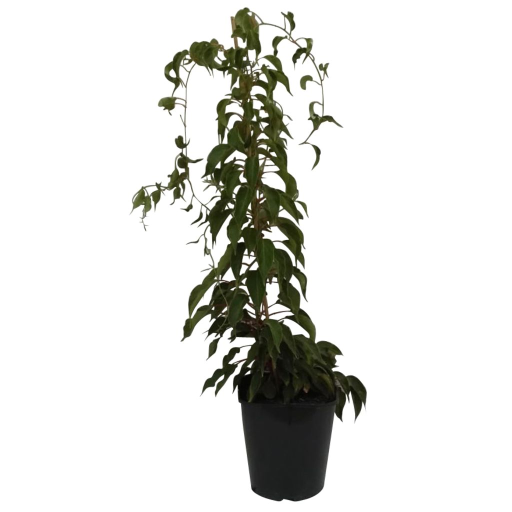 Super Issai Kiwipflanze Actinidia arguta selbstfruchtbar Produktbild 