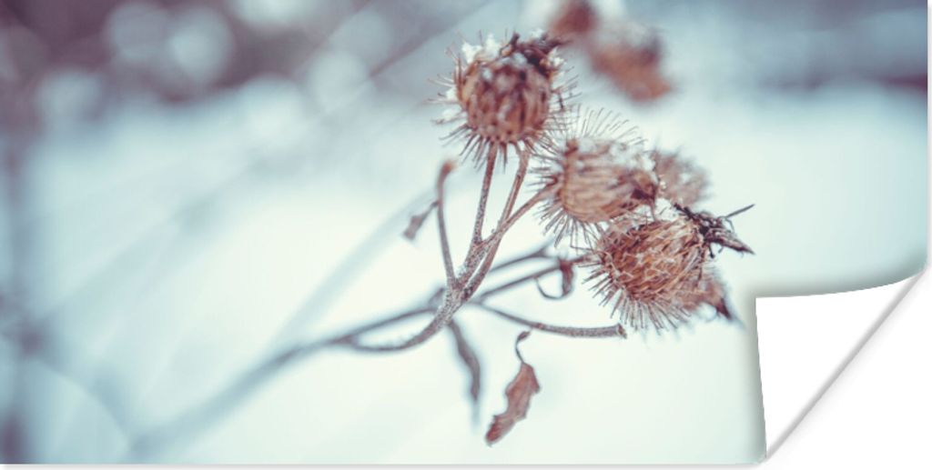 MuchoWow Poster Pflanzen - Winter - Schnee - Natur 120x60 cm - Bild