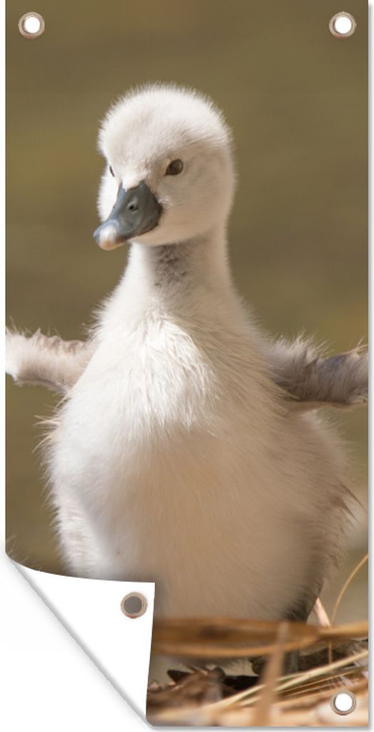 MuchoWow 40x80 cm Outdoor-Poster Gartendeko Sichtschutz Garten Poster für den Garten Baby - Schwan - Nest - Küken