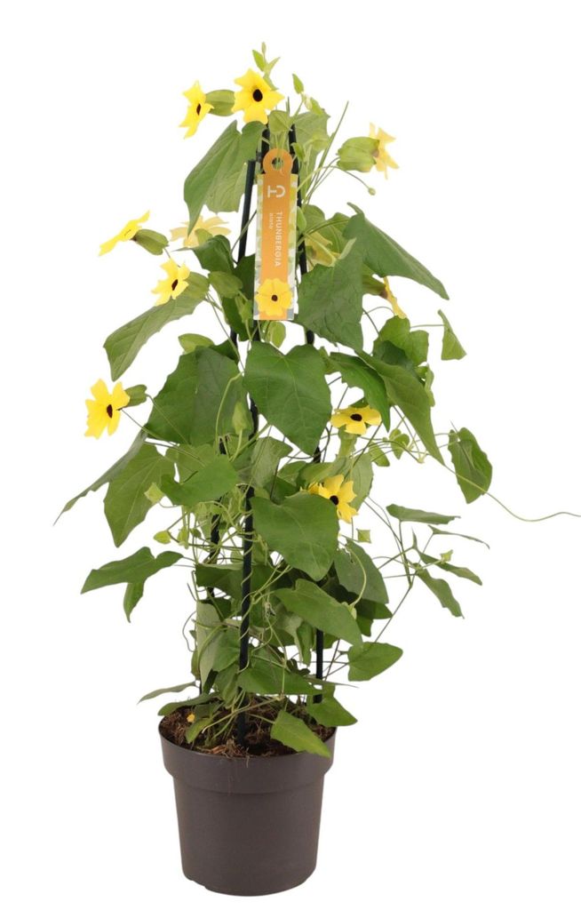 Schwarzäugige Susanne gelb 70 cm XXL Thunbergia alata Produktbild 