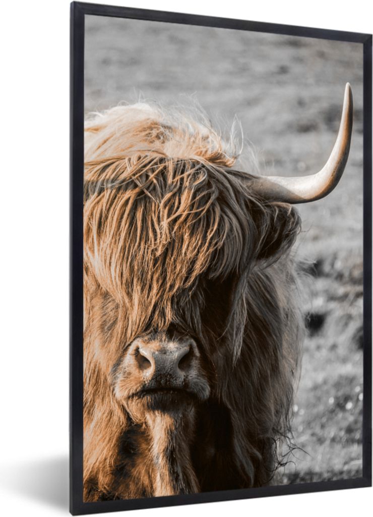 MuchoWow MuchoWow Gerahmtes Poster Schottisches Hochlandrind - Tier - Sonne 60x90 cm - Poster mit zchwarzem Bilderrahmen - Kunst