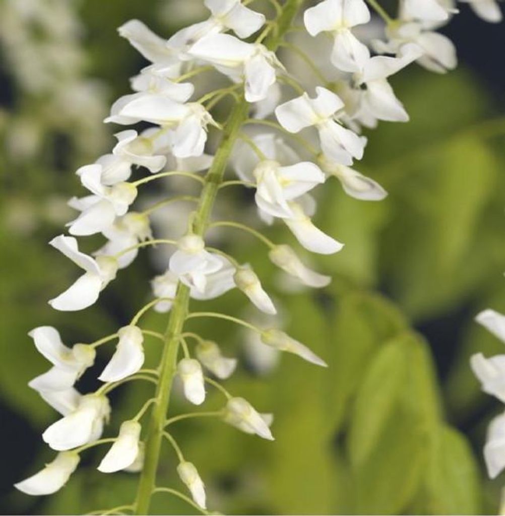 Wisteria floribunda Alba 70-80 cm - weißer japanischer Blauregen