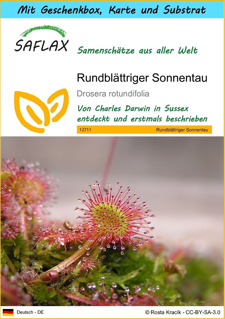 SAFLAX - Geschenk Set - Rundblättriger Sonnentau - 50 Samen - Mit Geschenk- / Versandbox, Versandaufkleber, Geschenkkarte und Anzuchtsubstrat - Dr...