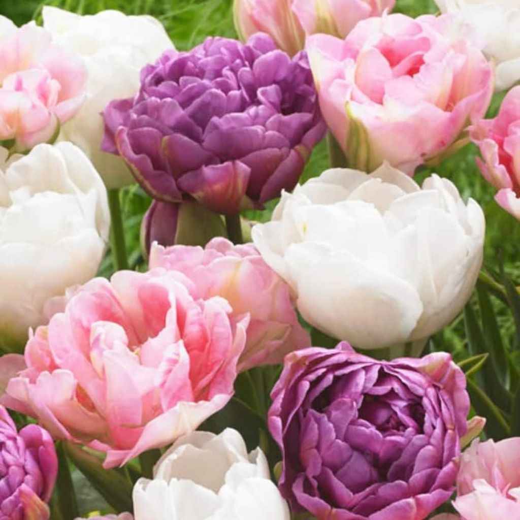 Dutch Bulbs Tulpenzwiebeln Winterhart Mehrjährig Doppelte - Produktbild 