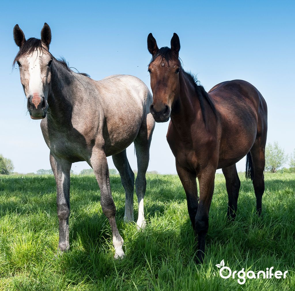 dngen gemse HaGaFe Bio Flssigdnger, Gemsednger, Kruterdnger, Blattdnger, Fl   HaGaFeShop