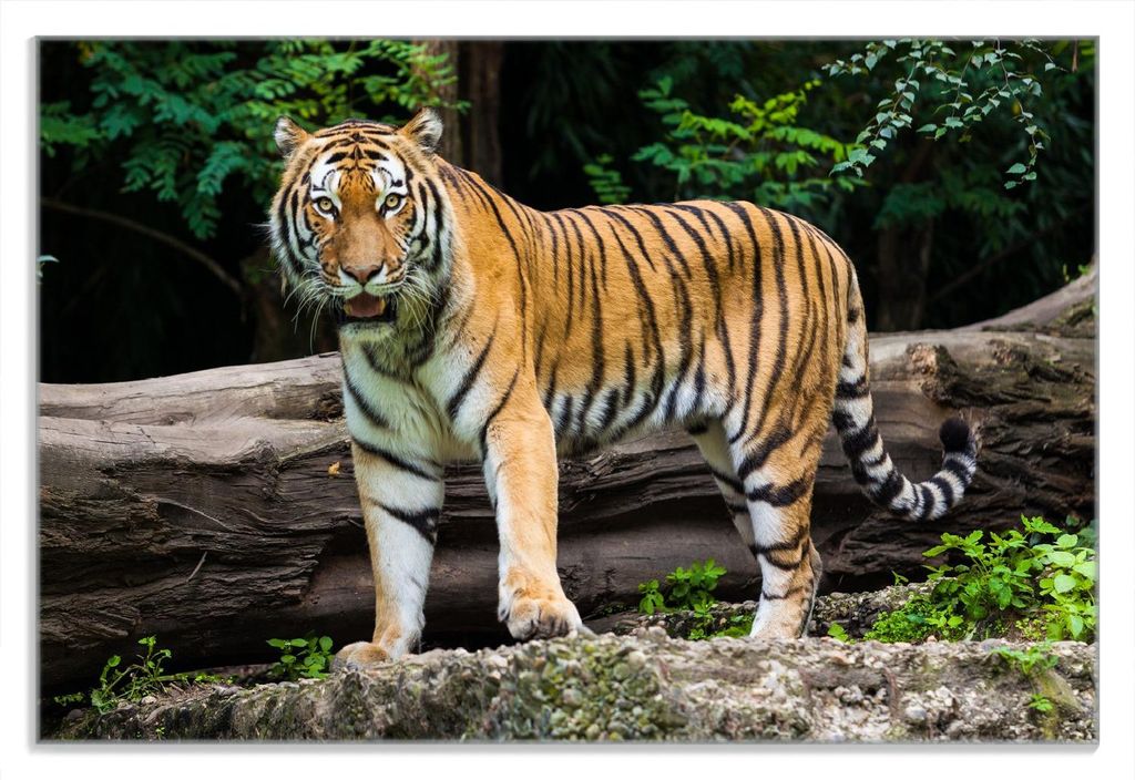 Wallario Frühstücksbrettchen aus Glas 20 x 30 cm mit rutschfesten Füßen, Motiv Blick des Tigers