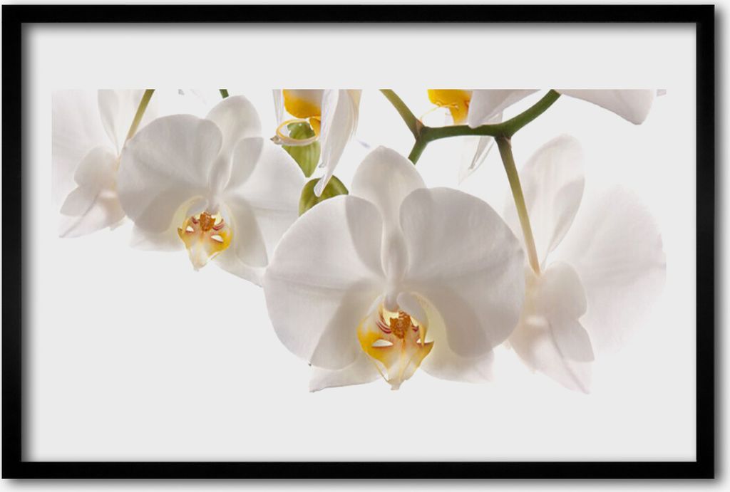 Bild 60x40 MDF-Rahmen Wandkunst Blumen Pflanzen Natur