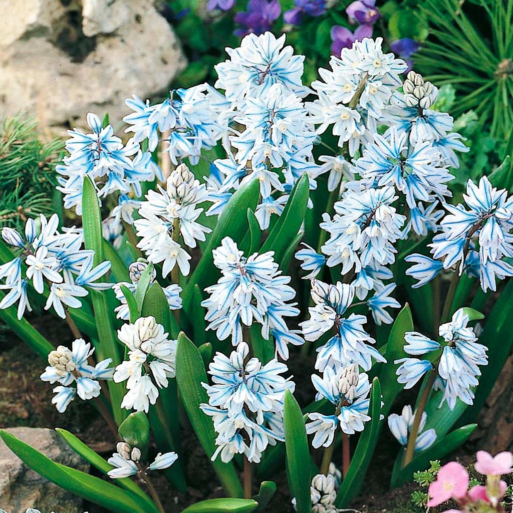 Blumenzwiebeln Zwiebeln Blumen Puschkinia Libanotica Produktbild 