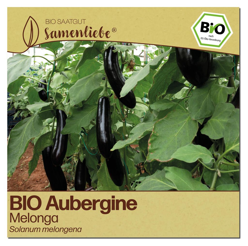 Samenliebe  Aubergine Samen | Melonga - violett & fleischig Produktbild 